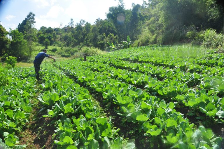 Smallholder Farmer’s Empowerment in Africa Key to Success.