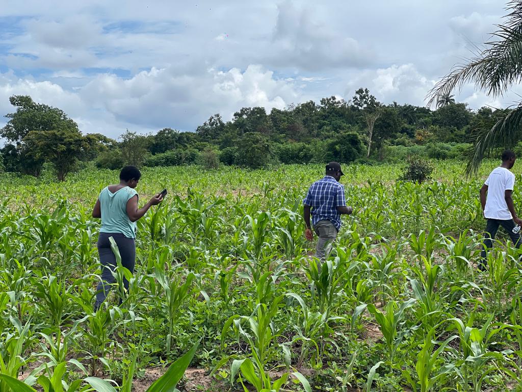 BAAY FARM