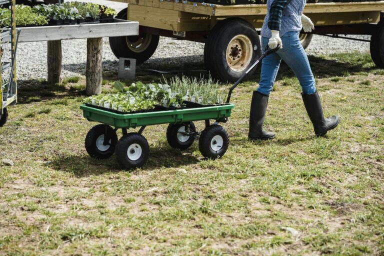 Crop anonymous woman in jeans and boots carrying containers with various fresh organic green plants in wheelbarrow while working in farm on sunny day