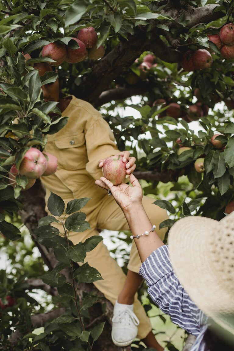 Farmer harvesting apples with girl in lush garden