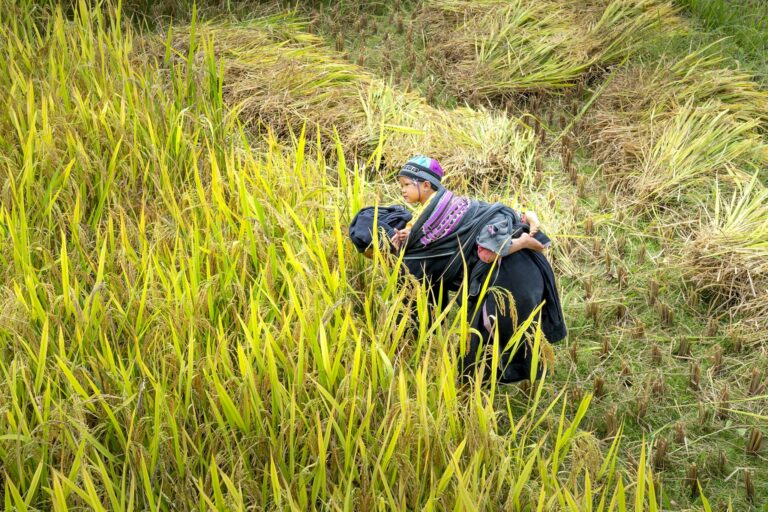 Side view of unrecognizable ethnic female farmer carrying cute little child on back while harvesting plants on fresh green agricultural field